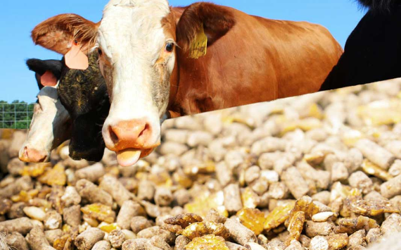 Некачественные продукты начнут направлять на корм животным