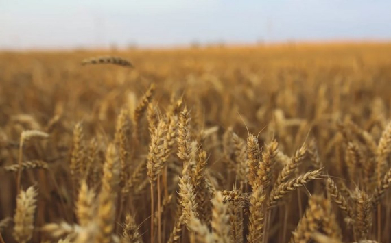Власти России увеличат адресную поддержку производителей зерна