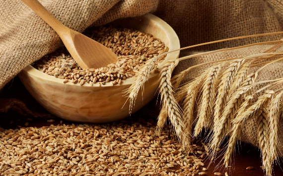 В отрасли исключили дефицит твердой пшеницы после запрета на экспорт