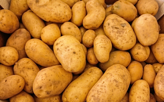 Стоимость картофеля в скором времени существенно увеличится