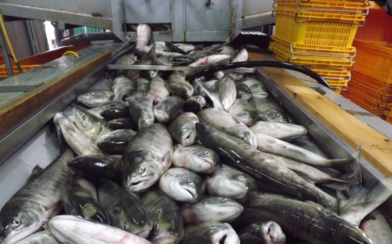 Страны Евросоюза совершили большую закупку рыбы из России