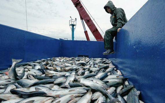 Европейский союз намерен ограничить ввоз рыбы из России