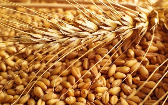 Рекордный урожай зерновых собрали аграрии Подмосковья‍