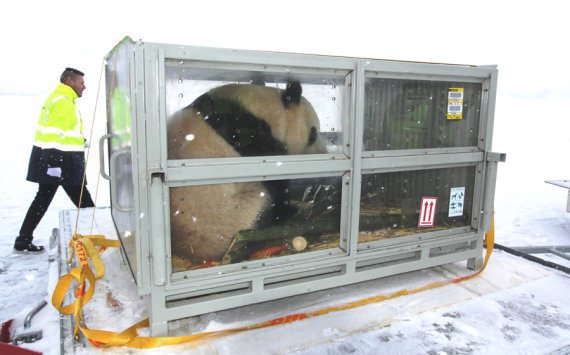 DHL осуществила транспортировку двух панд из Китая в Финляндию
