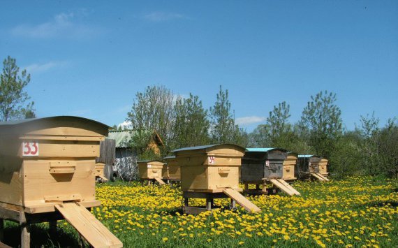 В Тульской области пчеловоды приступили к сбору первого урожая