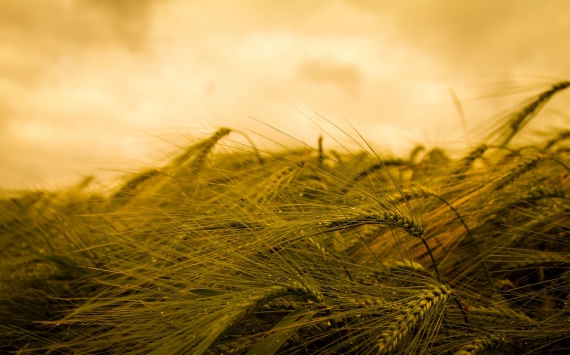 Правительство РФ продлило нулевую ставку вывозной пошлины на пшеницу ещё на год