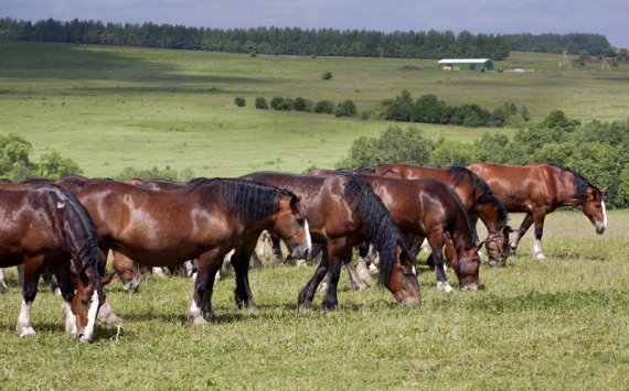 В Оренбуржье активно развивается мясное коневодство