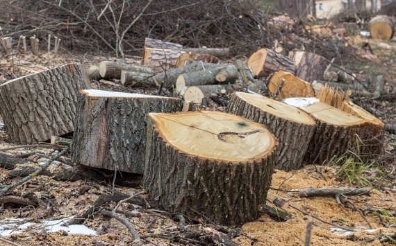В Омске на кронирование и спил деревьев у школ направят 10 млн рублей