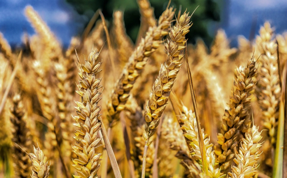 Минсельхоз: В России в 2019 году аграрии соберут 110 млн тонн зерна