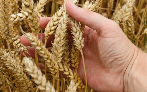 Медведев поддержит рублем пензенский завод по переработке пшеницы