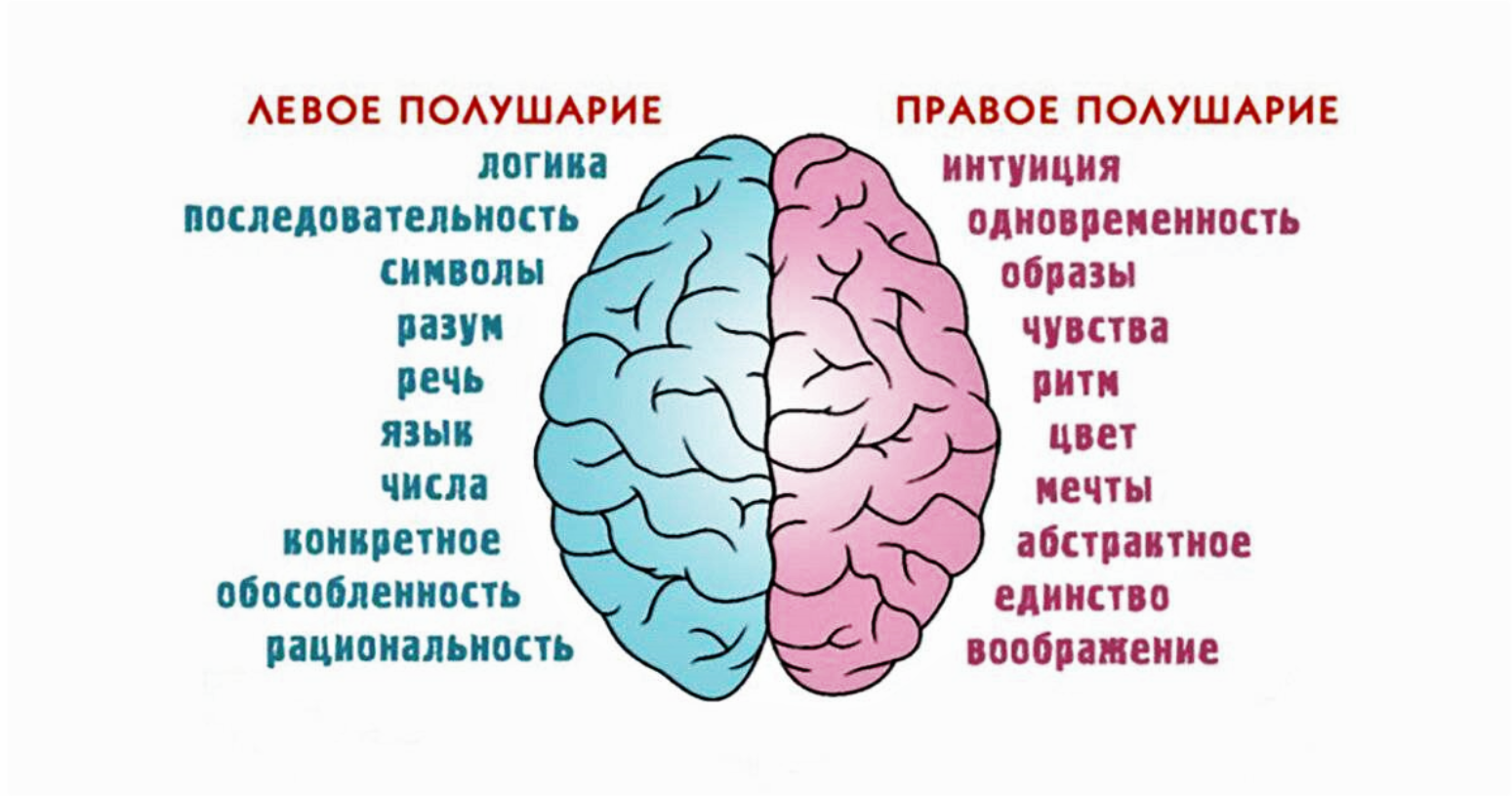 Развитие правого и левого полушарий. Полушария мозга девое т правое. За что отвечает правое полушарие. За что отвечают полушария головного мозга человека левое и правое. За какие процессы головного мозга отвечает правое полушарие.